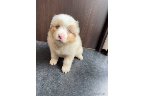 成約済の山梨県のオーストラリアンシェパード-289742の10枚目