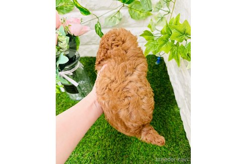 成約済の岡山県のトイプードル-297740の4枚目