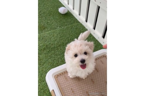 成約済の福岡県のマルプー:マルチーズ×トイプードル-294071の4枚目