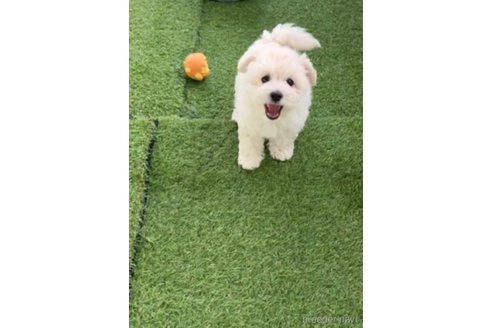 成約済の福岡県のマルプー:マルチーズ×トイプードル-294071の5枚目