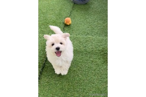 成約済の福岡県のマルプー:マルチーズ×トイプードル-294071の2枚目