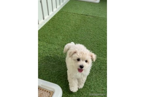 成約済の福岡県のマルプー:マルチーズ×トイプードル-294071の3枚目