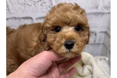 成約済の群馬県のトイプードル-294950の4枚目