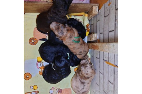 成約済の長野県のミックス犬-297240の17枚目