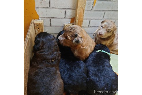 成約済の長野県のミックス犬-297075の14枚目