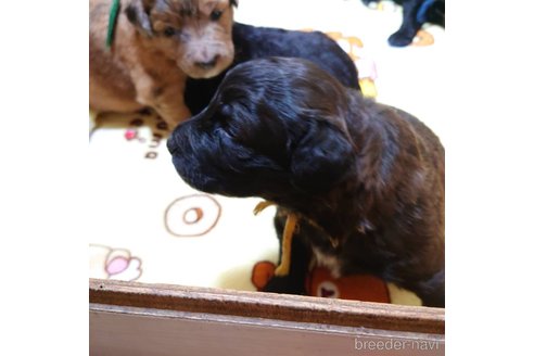 成約済の長野県のミックス犬-297075の12枚目