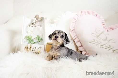 成約済の佐賀県のチワックス:チワワ×ミニチュアダックスフンド-296311の1枚目