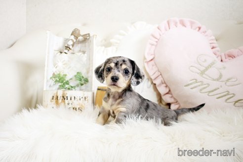 成約済の佐賀県のチワックス:チワワ×ミニチュアダックスフンド-296311の5枚目