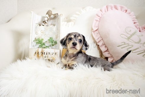 成約済の佐賀県のチワックス:チワワ×ミニチュアダックスフンド-296311の4枚目