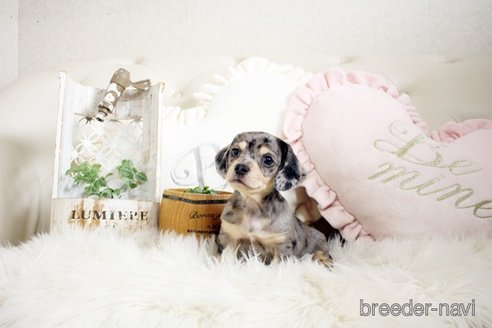 成約済の佐賀県のチワックス:チワワ×ミニチュアダックスフンド-296311の3枚目