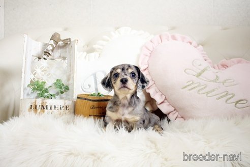 成約済の佐賀県のチワックス:チワワ×ミニチュアダックスフンド-296311の2枚目