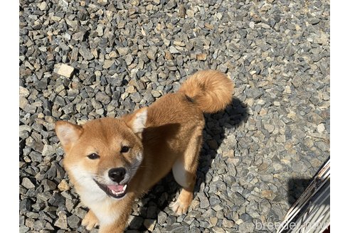 成約済の岡山県の豆柴-260173の1枚目