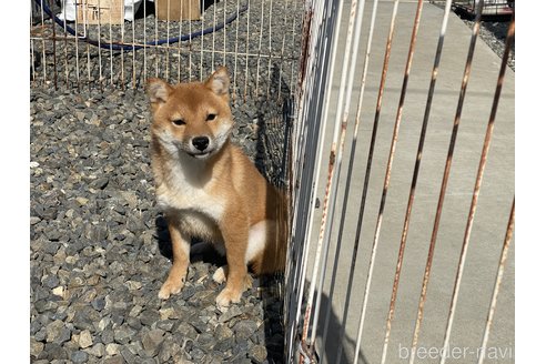 成約済の岡山県の豆柴-260173の4枚目