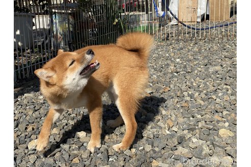 成約済の岡山県の豆柴-260173の3枚目