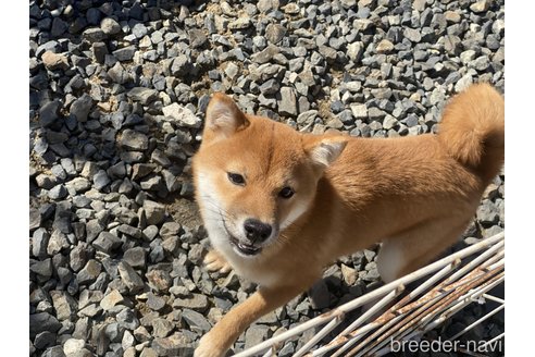 成約済の岡山県の豆柴-260173の2枚目