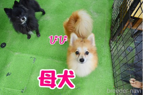 ピピちゃん1枚目