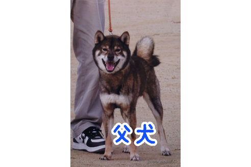 のの柴犬-