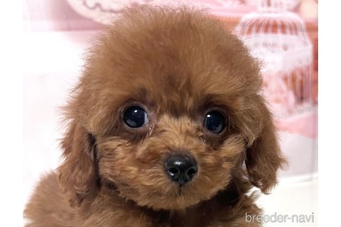 成約済の岡山県のティーカッププードル-289564の6枚目
