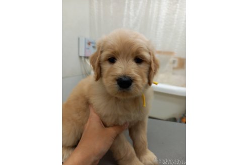 成約済の神奈川県のゴールデンドゥードル:ゴールデンレトリーバー×プードル-298033の9枚目