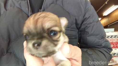 成約済の愛知県のチワワ(ロングコート)-295904の13枚目