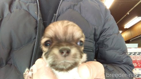 成約済の愛知県のチワワ(ロングコート)-295904の12枚目