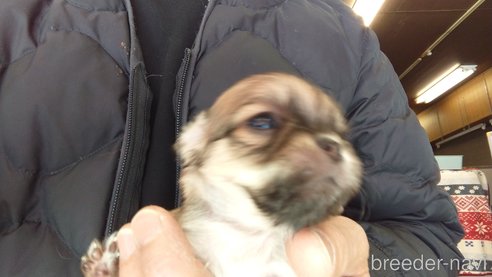 成約済の愛知県のチワワ(ロングコート)-295904の11枚目