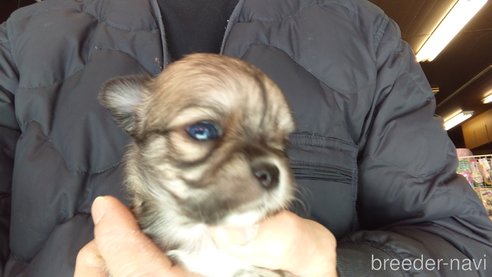 成約済の愛知県のチワワ(ロングコート)-295903の24枚目