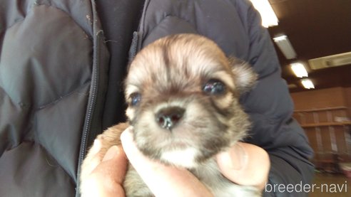 成約済の愛知県のチワワ(ロングコート)-295903の23枚目