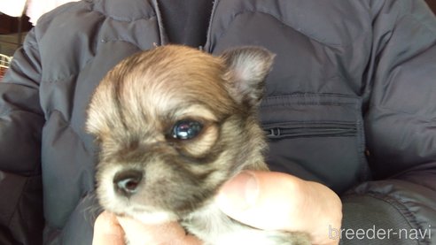 成約済の愛知県のチワワ(ロングコート)-295903の22枚目