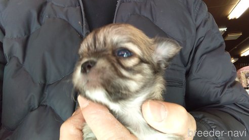 成約済の愛知県のチワワ(ロングコート)-295903の21枚目