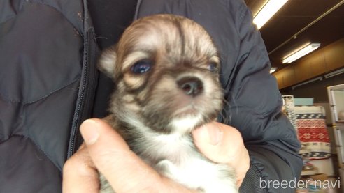 成約済の愛知県のチワワ(ロングコート)-295903の20枚目