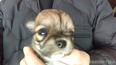 成約済の愛知県のチワワ(ロングコート)-295903の19枚目