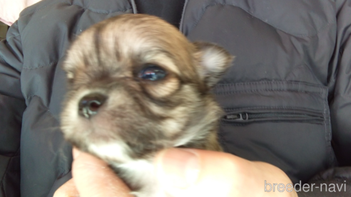 成約済の愛知県のチワワ(ロングコート)-295903の18枚目