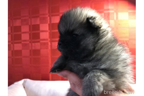 成約済の長崎県のポメラニアン-298064の14枚目