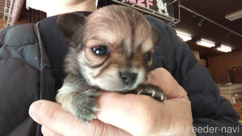 成約済の愛知県のチワワ(ロングコート)-295906の10枚目