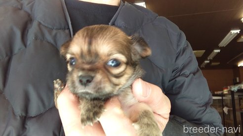 成約済の愛知県のチワワ(ロングコート)-295905の5枚目