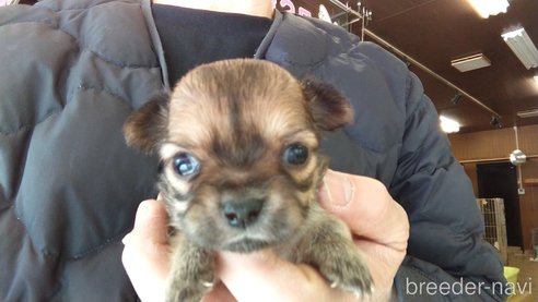 成約済の愛知県のチワワ(ロングコート)-295905の4枚目