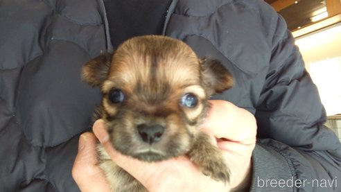 成約済の愛知県のチワワ(ロングコート)-295905の3枚目