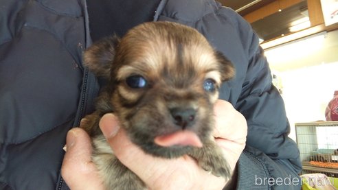 成約済の愛知県のチワワ(ロングコート)-295905の2枚目