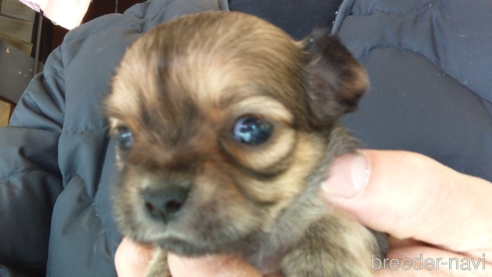 成約済の愛知県のチワワ(ロングコート)-295905