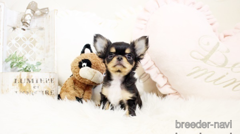 成約済の佐賀県のチワワ(ロングコート)-298094