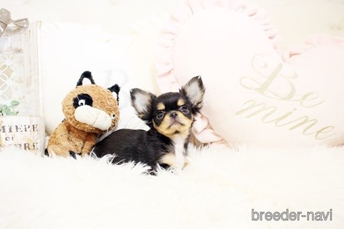 成約済の佐賀県のチワワ(ロングコート)-298094の5枚目