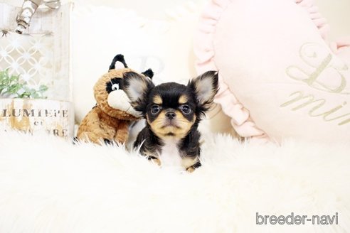 成約済の佐賀県のチワワ(ロングコート)-298094の4枚目