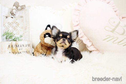 成約済の佐賀県のチワワ(ロングコート)-298094の3枚目