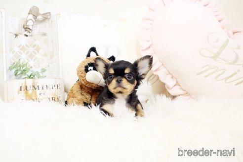 成約済の佐賀県のチワワ(ロングコート)-298094の2枚目