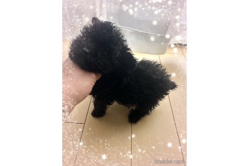 成約済の愛媛県のティーカッププードル-298108の1枚目