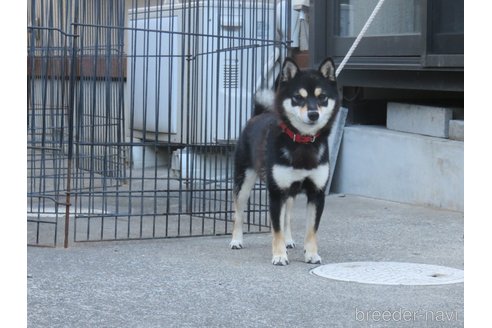 大分の小町姫ちゃん1枚目