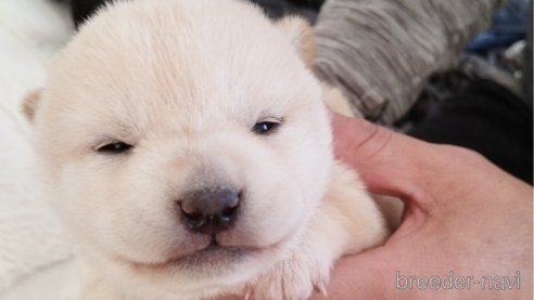 成約済の千葉県の柴犬-298133の2枚目