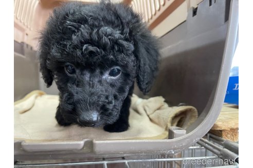 成約済の愛媛県のタイニープードル-298147の3枚目