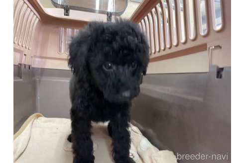 成約済の愛媛県のタイニープードル-298147の4枚目